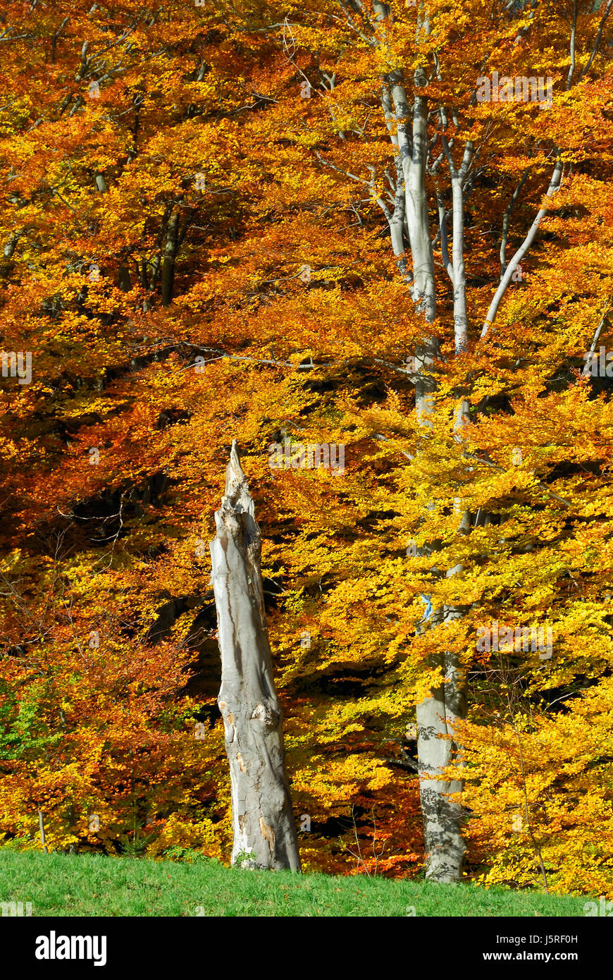 Arbre arbres magnifiques feuilles coloré aux couleurs multiples jouer Banque D'Images