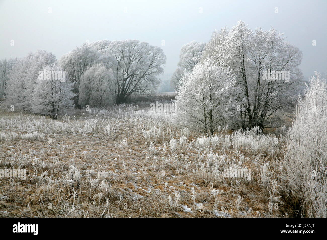 Arbre arbres froid hiver flore champ romantique européen vierge caucasian Banque D'Images