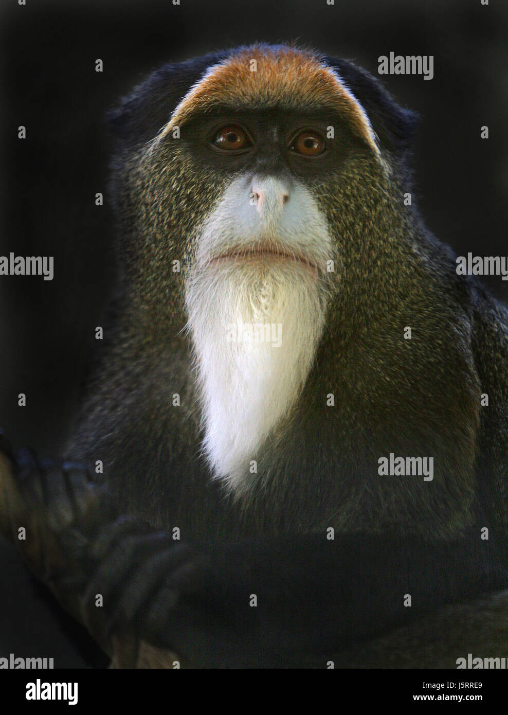 Singe Barbe Banque De Photographies Et D images Haute R solution Alamy singe-barbe-banque-de-photographies-et-d-images-haute-r-solution-alamy