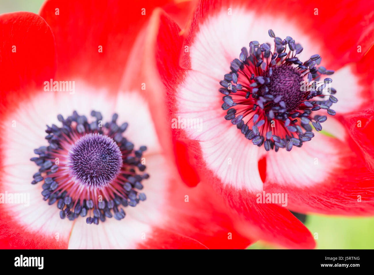 Coquelicot, Anémone Anémone coronaria windflower, 'De Caen', deux fleurs simples de couleur intensly extérieur croissant. Banque D'Images