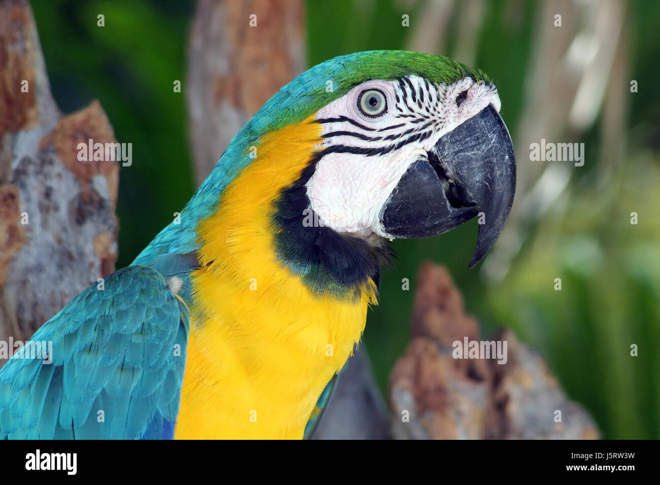 Bois vert bleu oiseau de compagnie animaux face coloré chatoyant magnifique Banque D'Images