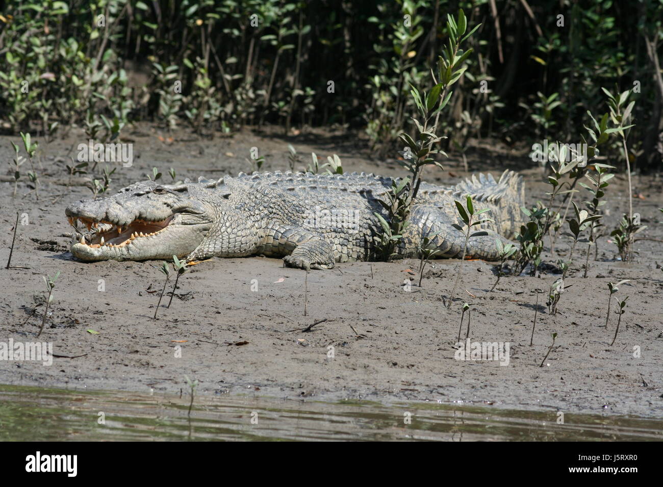 L'Australie crocodile Reptiles Reptiles salzwasserkrokodil l'eau de l'eau salée Banque D'Images