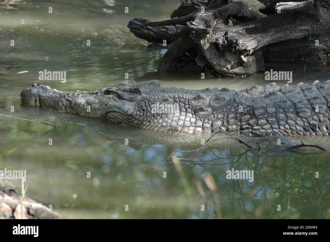 Crocodile dans l'eau Banque D'Images