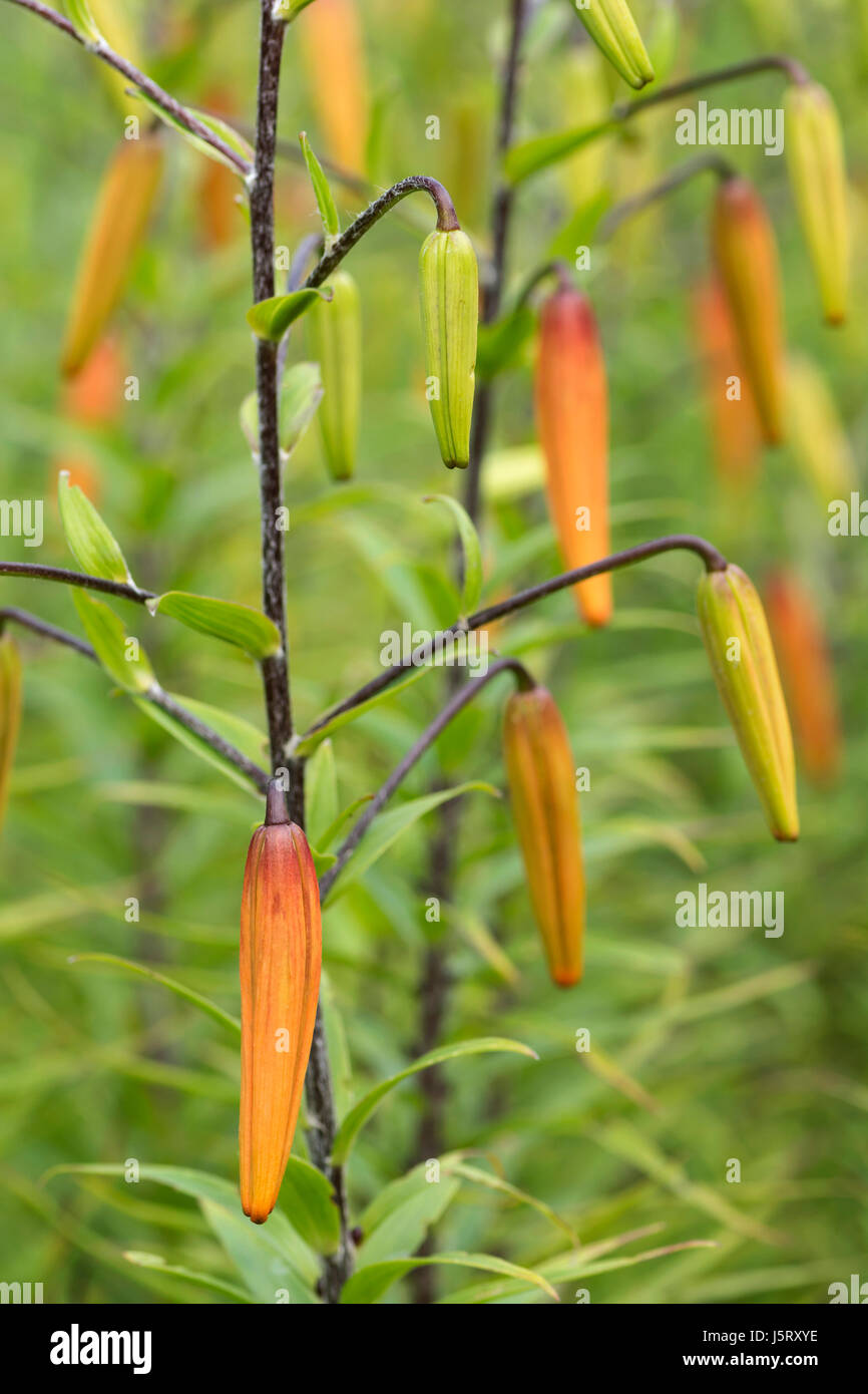 Tiger Lily, Lily, Lilium lancifolium, Forêt, sous forme de bourgeons non ouvert à l'extérieur de plus en plus. Banque D'Images