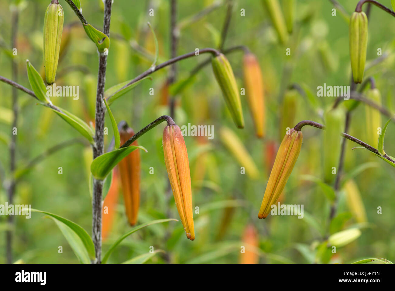 Tiger Lily, Lily, Lilium lancifolium, Forêt, sous forme de bourgeons non ouvert à l'extérieur de plus en plus. Banque D'Images
