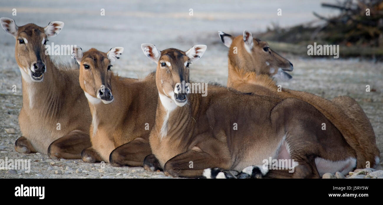 impala, antilope, Afrique, mammifère, safari, antilope africaine