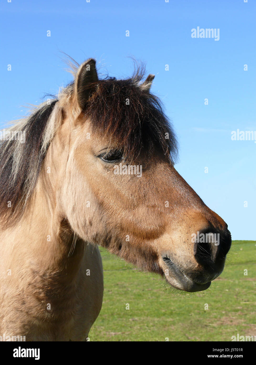 Portrait Cheval poney fjord norvégien peau mane willow fjordpferd nstern Banque D'Images