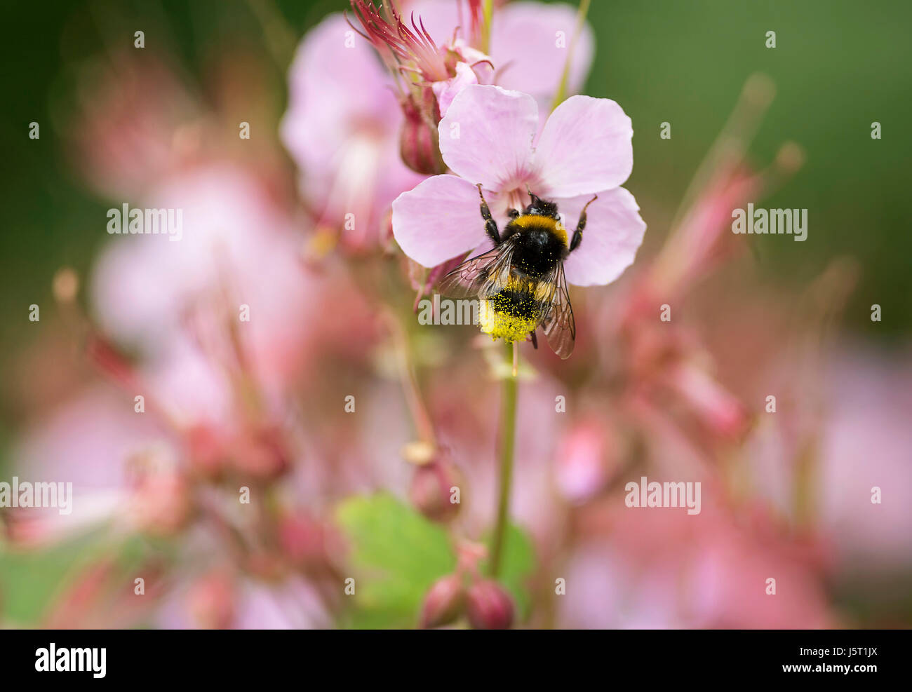 Géranium, géranium sanguin, le cerf de bourdon Bombus lucorum, pollinisent fleur dans un jardin. Banque D'Images