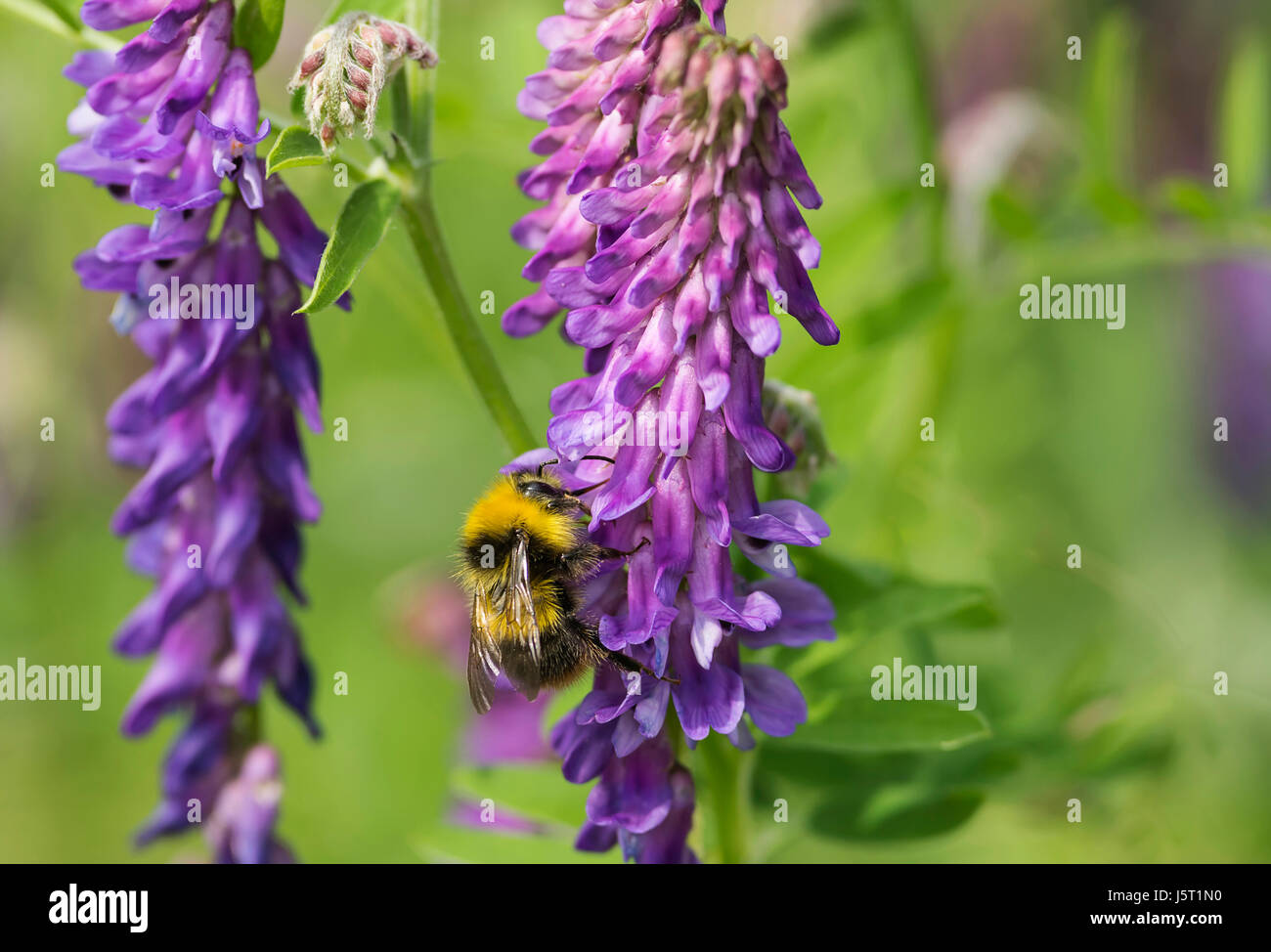 Vesce jargeau, Vicia cracca, bourdon Bombus terrestris, pollinisent fleur pourpre en herbe de forêt. Banque D'Images