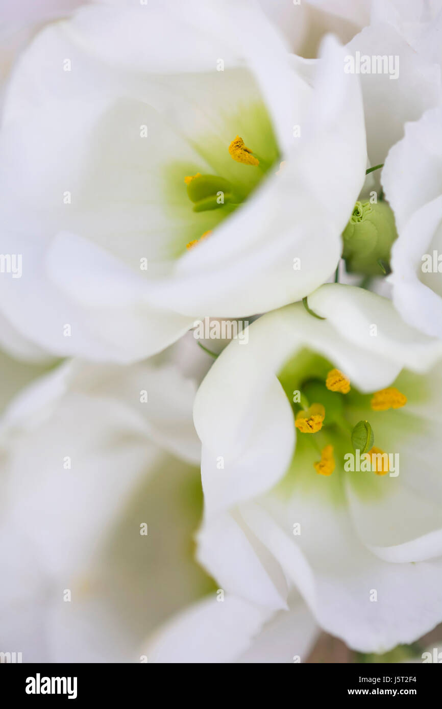 Gentiane blanche, Eustoma grandiflorum, Close up of white flowers montrant étamine. Banque D'Images