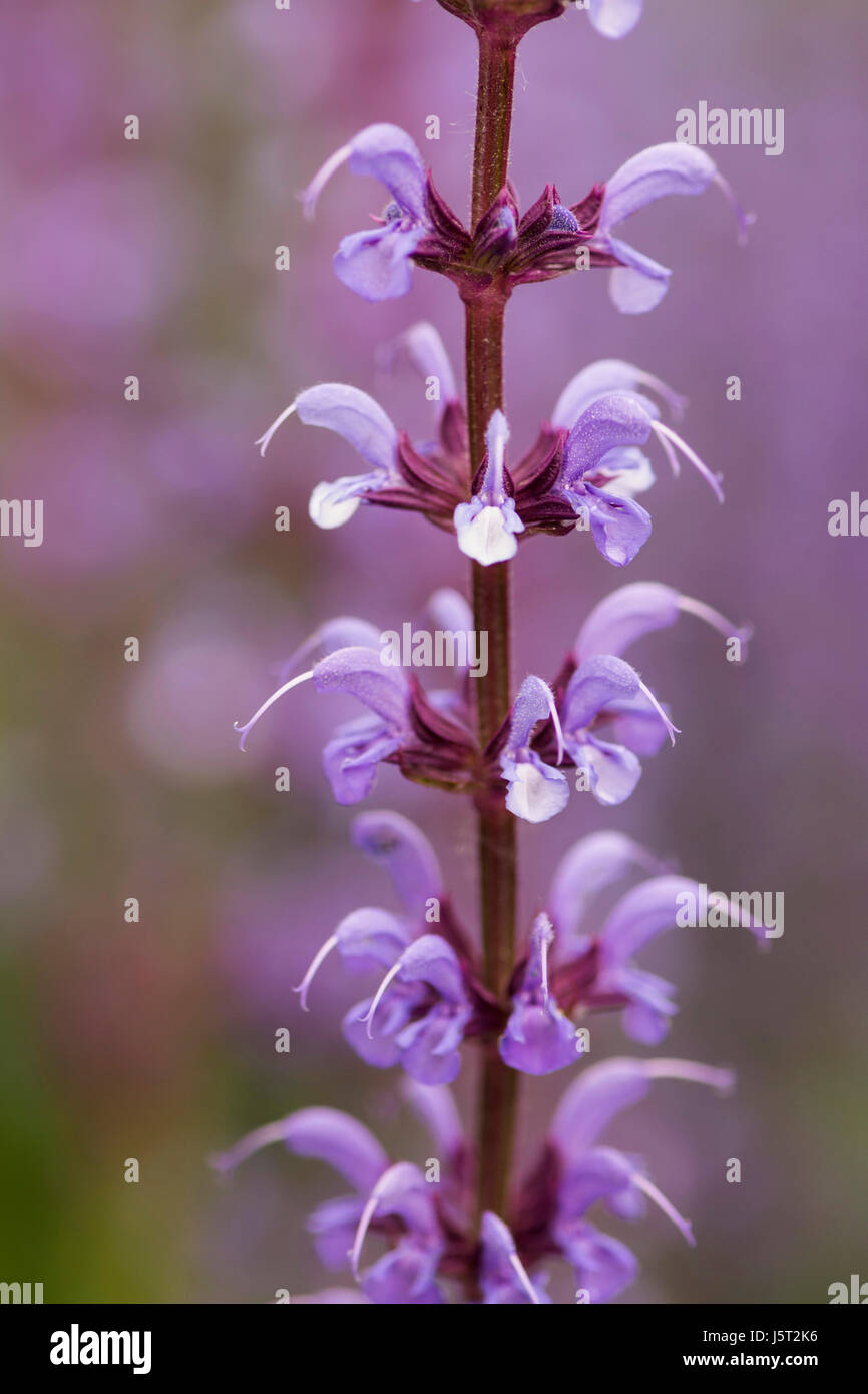 La sauge, Salvia nemorosa sauge pourpre, pourpre, fleurs délicates dans un jardin en plein air frontière. Banque D'Images