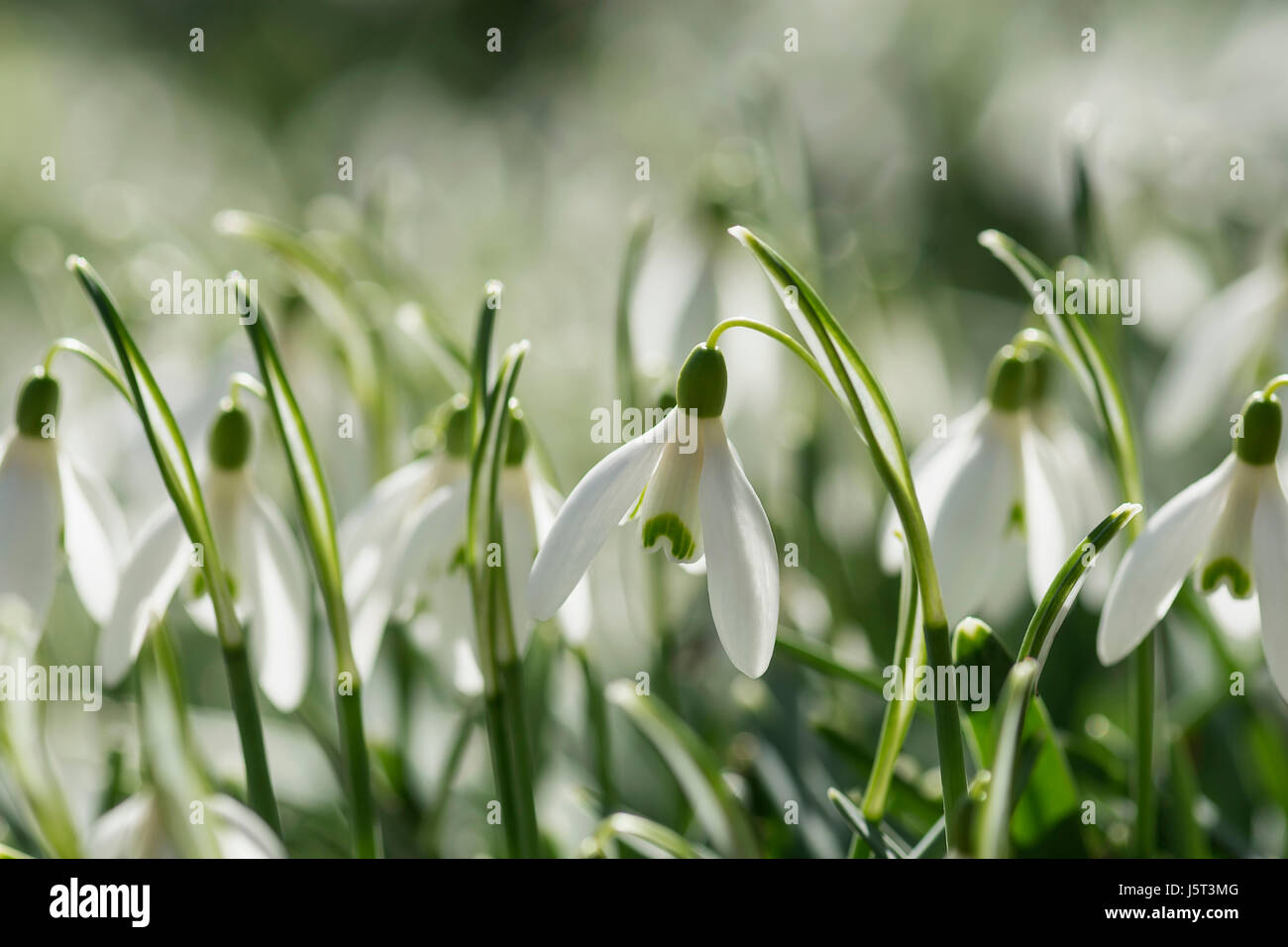 Snowdrop, Commun snowdrop, Galanthus nivalis, petites fleurs blanches en plein air de plus en plus dans les bois. Banque D'Images