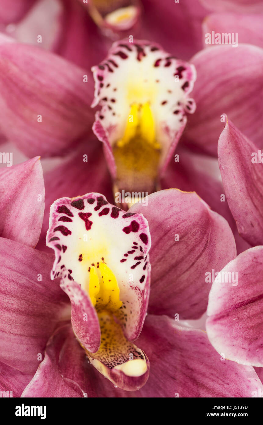 Orchid, Cymbidium, Studio shot of pink flowerheads. Banque D'Images