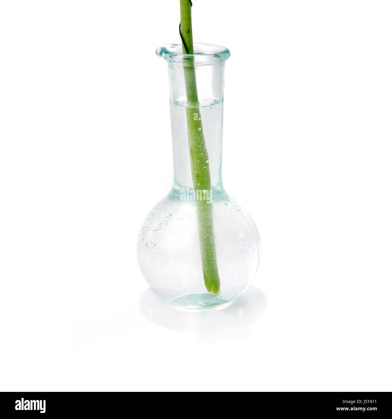 Style de l'institution moderne de la modernité de l'objet vase verre fleur plante printemps Banque D'Images