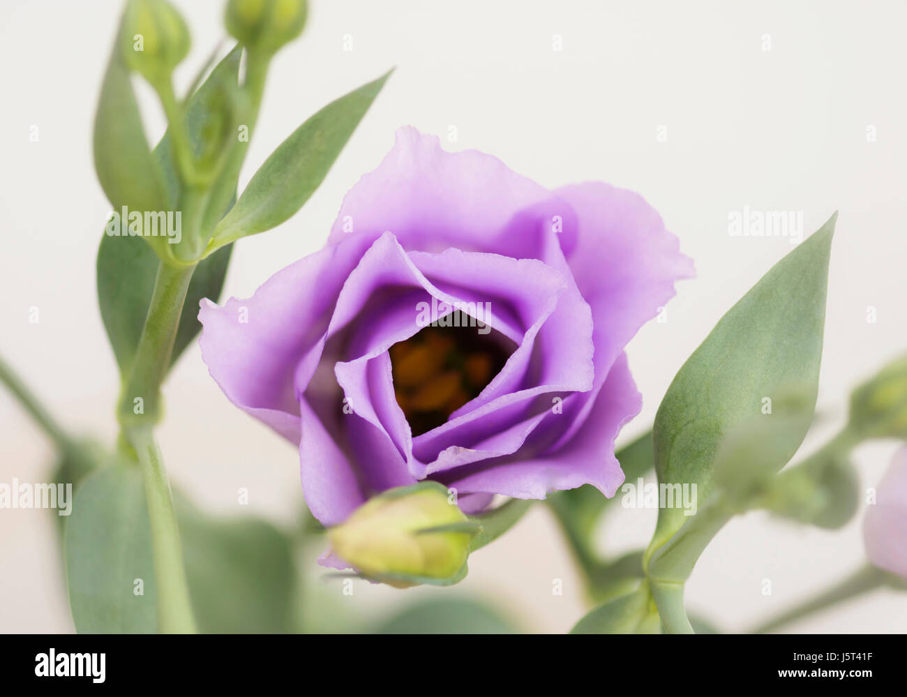 Gentiane blanche, Eustoma grandiflorium, Studio shot of fleur mauve. Banque D'Images