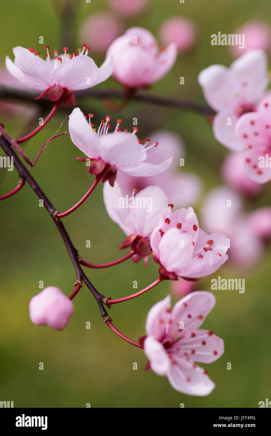 Cherry Plum, Black cherry plum, Prunus cerasifera 'Nigra', rose blossom & ouverture laisse ensemble en bordure de jardin. Banque D'Images