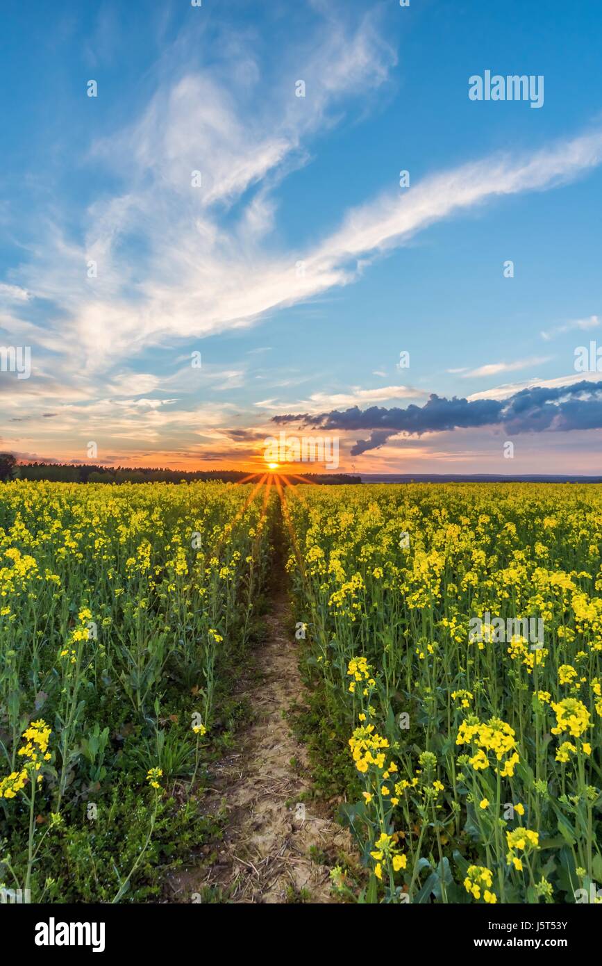 Paysage printemps vertical photo. Champ de colza en fleurs jaune et le chemin dans le centre