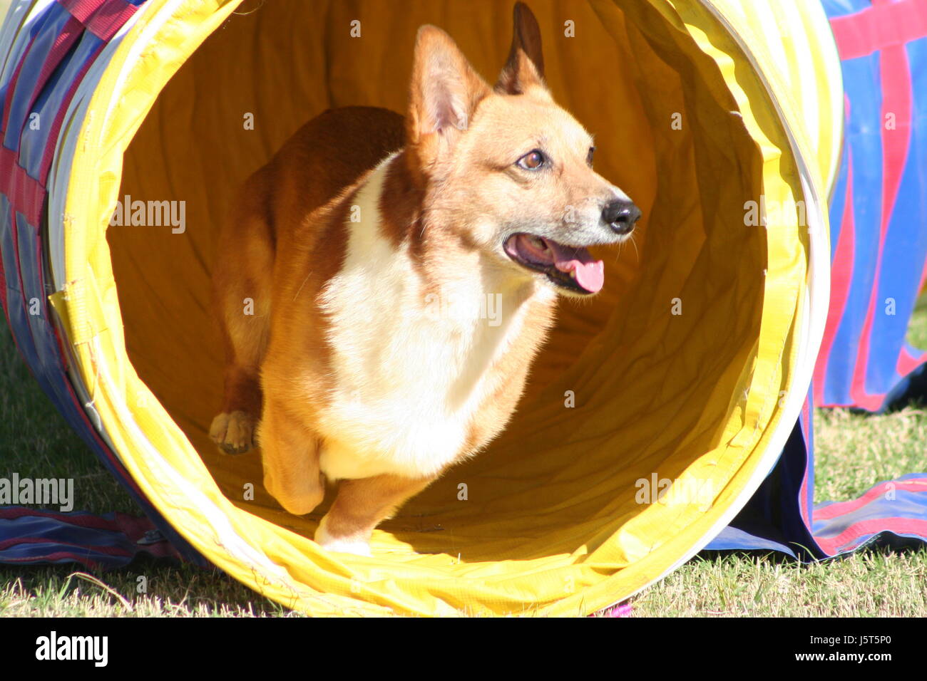 Indiquer chien de concours d'agility tunnel sport sports course run terrier Banque D'Images