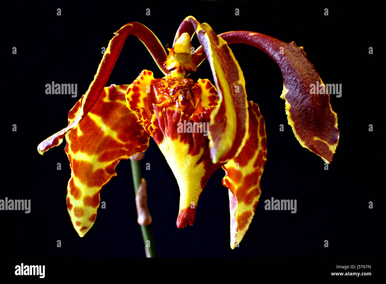 Macro Macro close-up admission vue en gros fleur s'épanouir épanouissement Banque D'Images