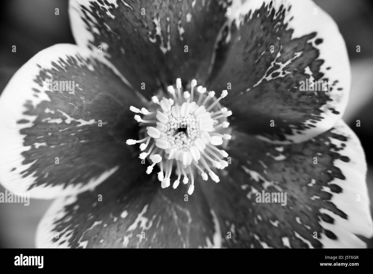 L'hellébore fleur en noir et blanc Banque D'Images