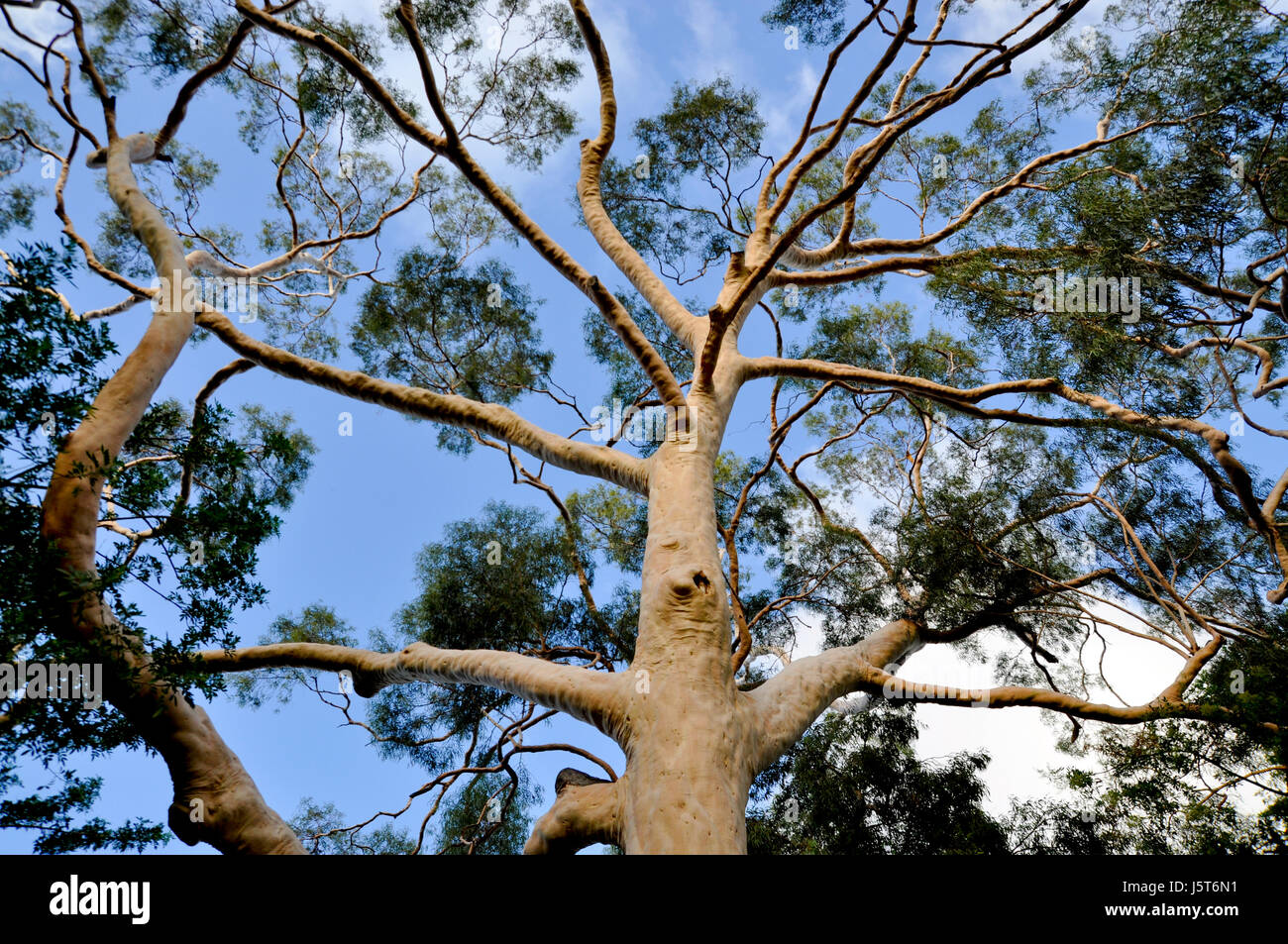 Corymbia citriodora est un grand arbre, passant à 35 mètres de hauteur Banque D'Images
