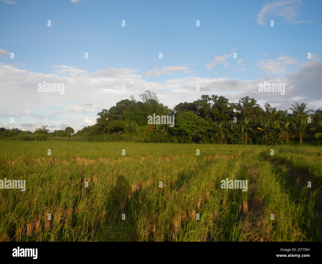 Cette image présente le paysage vibrant de Caingin, Bocaue, Bulacan, mettant en évidence les rizières luxuriantes, les prairies et les arbres éparpillés. Située le long de la MacArthur Highway, cette région est connue pour son importance agricole et sa beauté naturelle. Banque D'Images