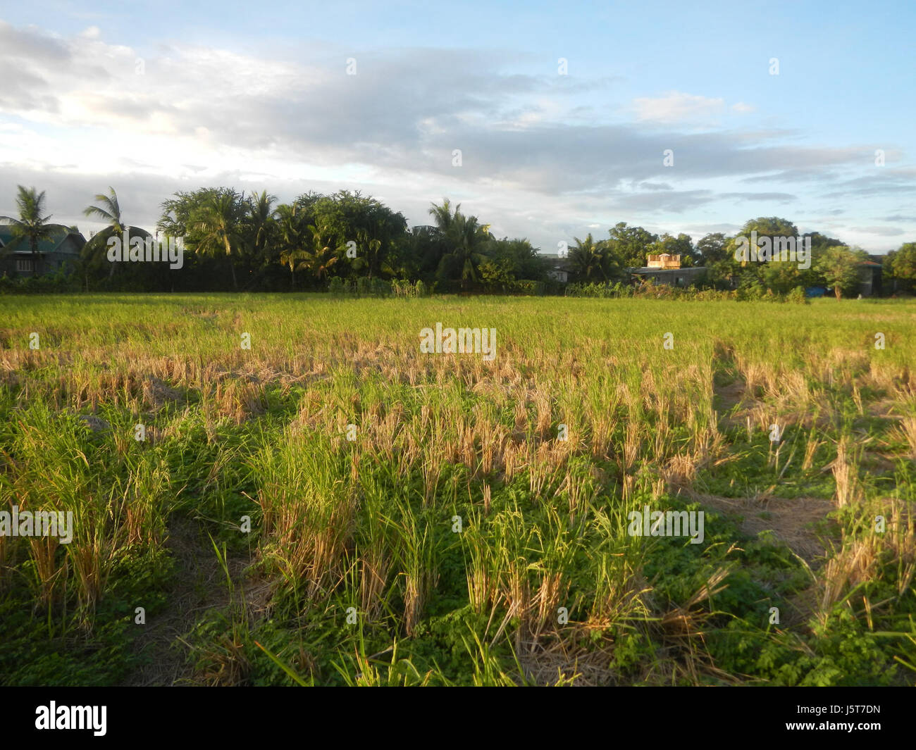 01544 rizières Kans arbres prairies Caingin Bocaue MacArthur Highway 18 Bulacan Banque D'Images