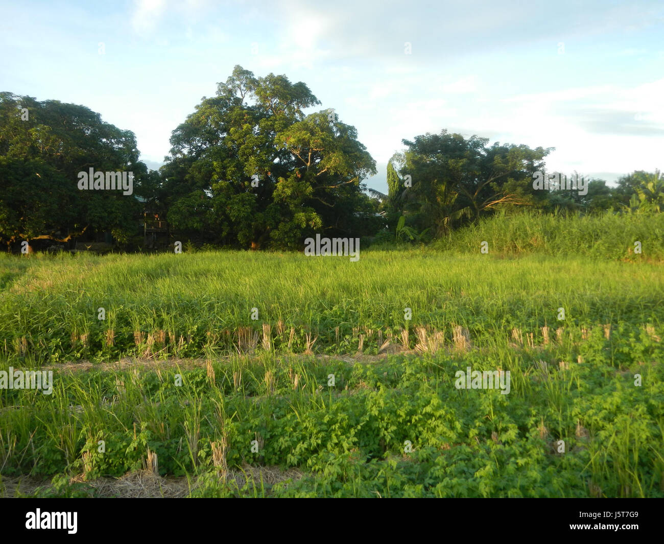 Le titre fait référence au paysage naturel de Caingin, Bocaue, Bulacan, avec des rizières, des prairies, et des arbres le long de la MacArthur Highway, mettant en valeur l'environnement agricole de la région. Banque D'Images