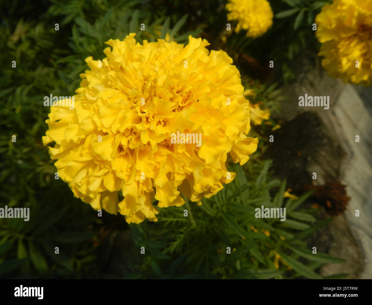 Une illustration de Tagetes erecta, communément connu sous le nom de Marigold français, mettant en valeur les fleurs jaunes et oranges distinctives de la plante dans les détails botaniques. Banque D'Images