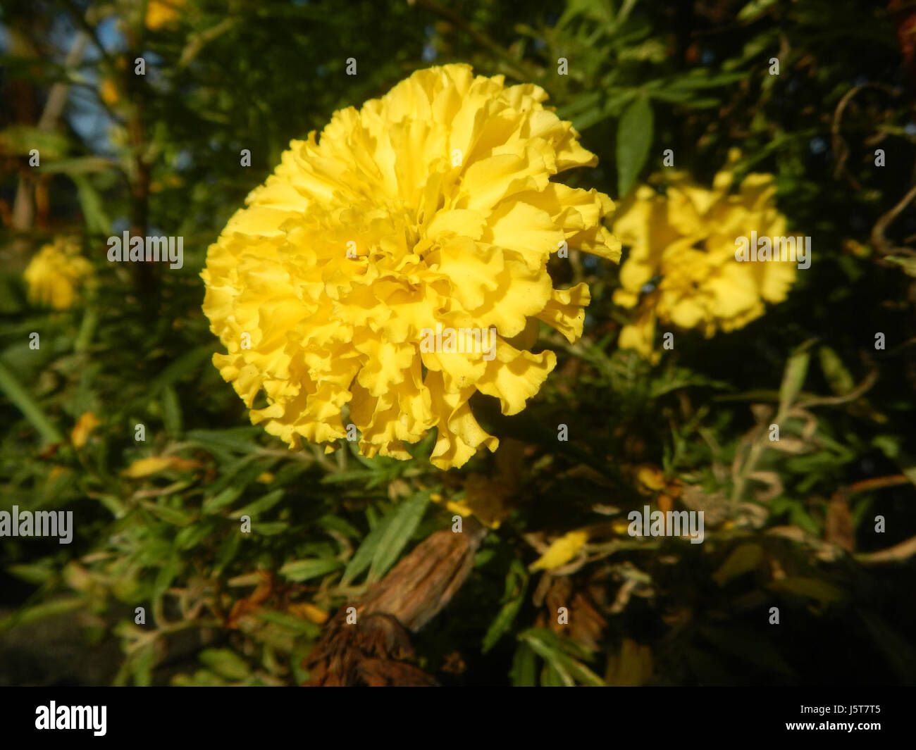 Ceci est une image de Tagetes erecta, communément connu sous le nom de Marigold français. Plante à fleurs souvent utilisée dans les jardins, elle est connue pour ses fleurs jaune vif et orangée. Banque D'Images