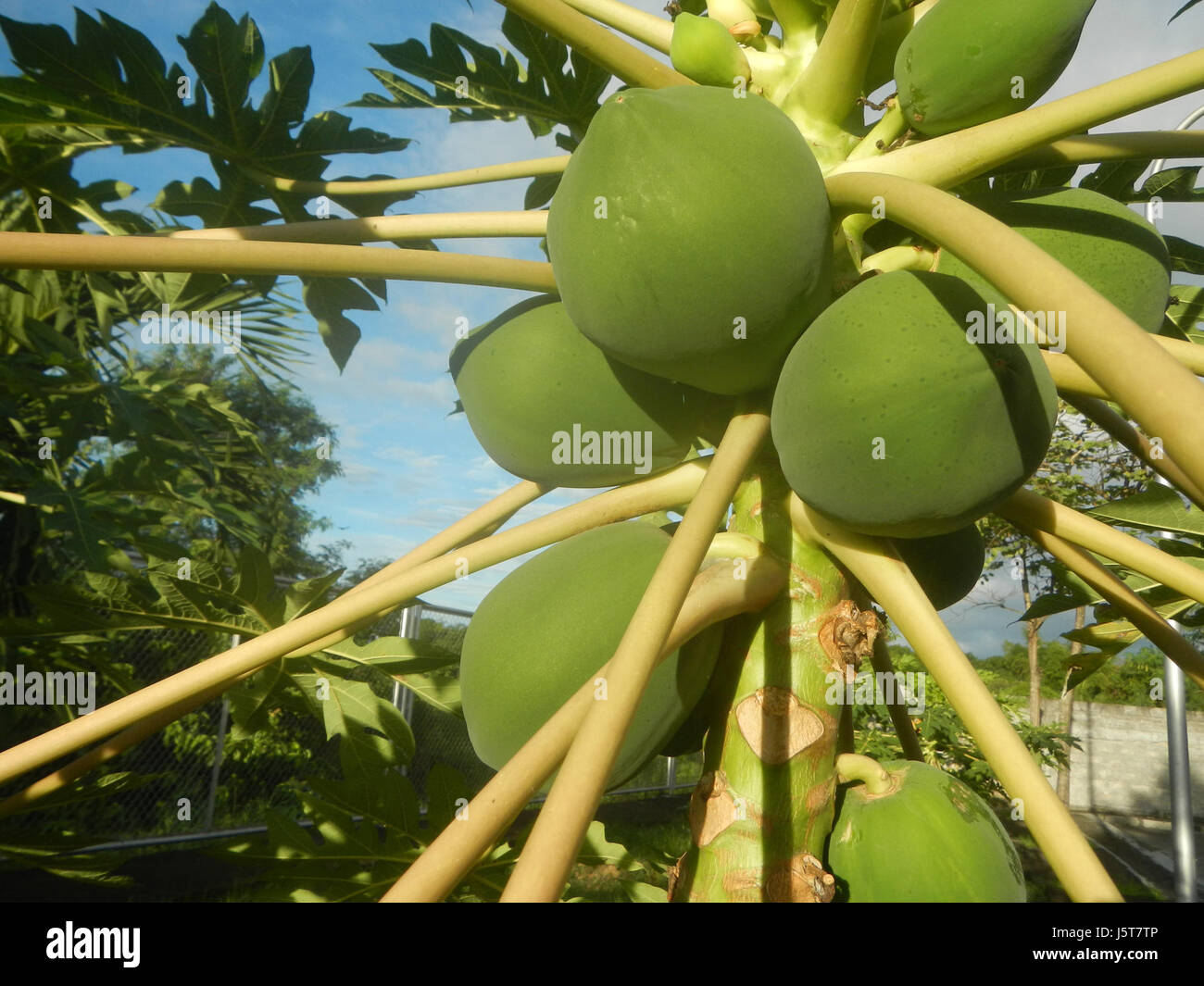La papaye carica, communément appelée papaye, est un fruit tropical originaire des Philippines, avec de jeunes fruits représentés sur cette image, mettant en valeur ses premiers stades de croissance. Banque D'Images