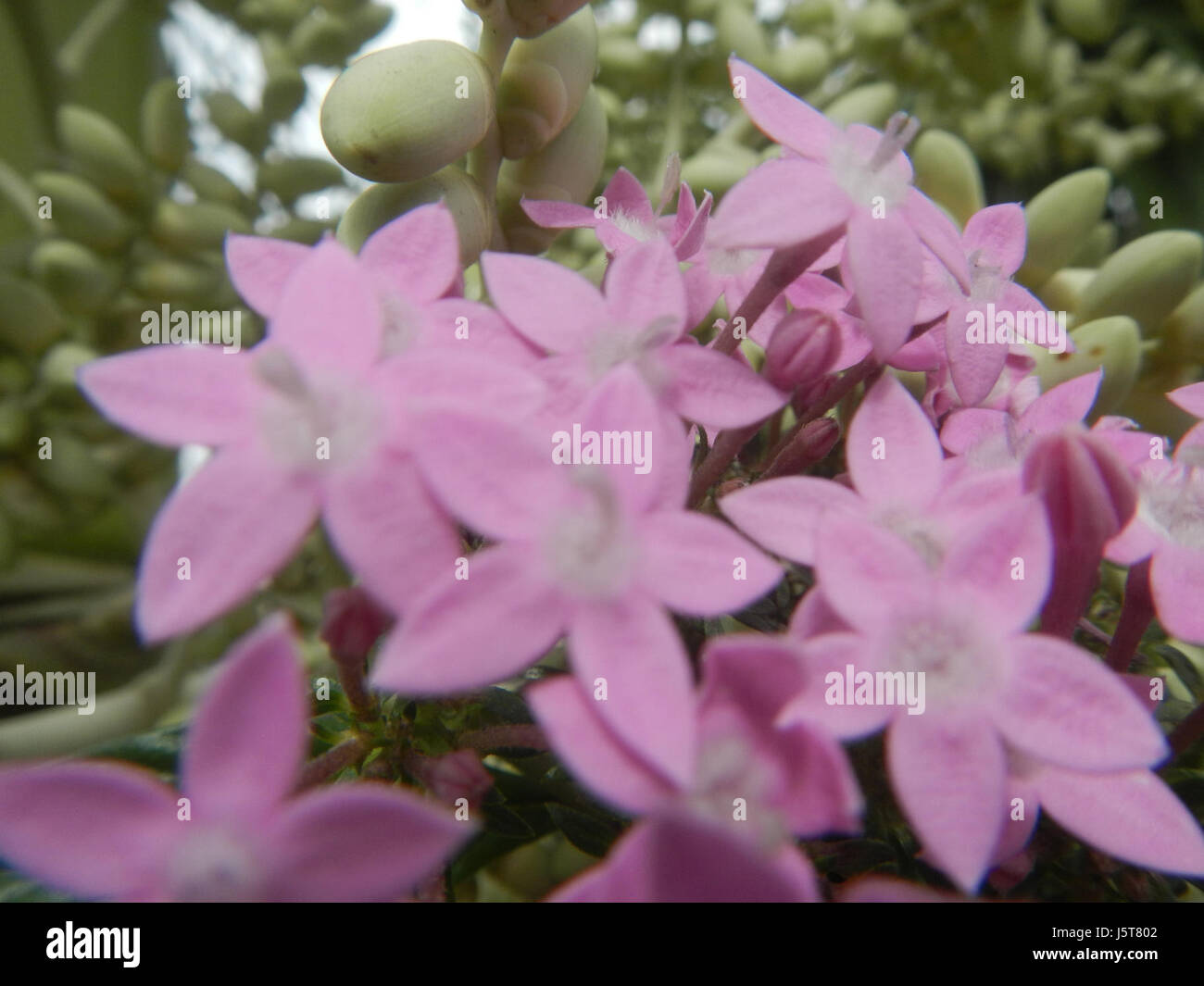 La Pentas lanceolata, communément connue sous le nom d'amas d'étoiles égyptiennes, est représentée sur cette image, mettant en évidence ses fleurs roses éclatantes et son rôle dans les jardins tropicaux. Banque D'Images