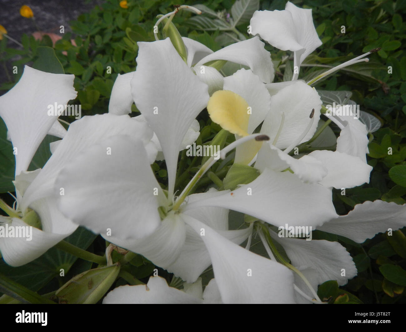 Cette image capture le papillon blanc Alibangbang, aux côtés de la fleur Bauhinia, mettant en valeur la beauté de la flore et de la faune locales aux Philippines. Banque D'Images