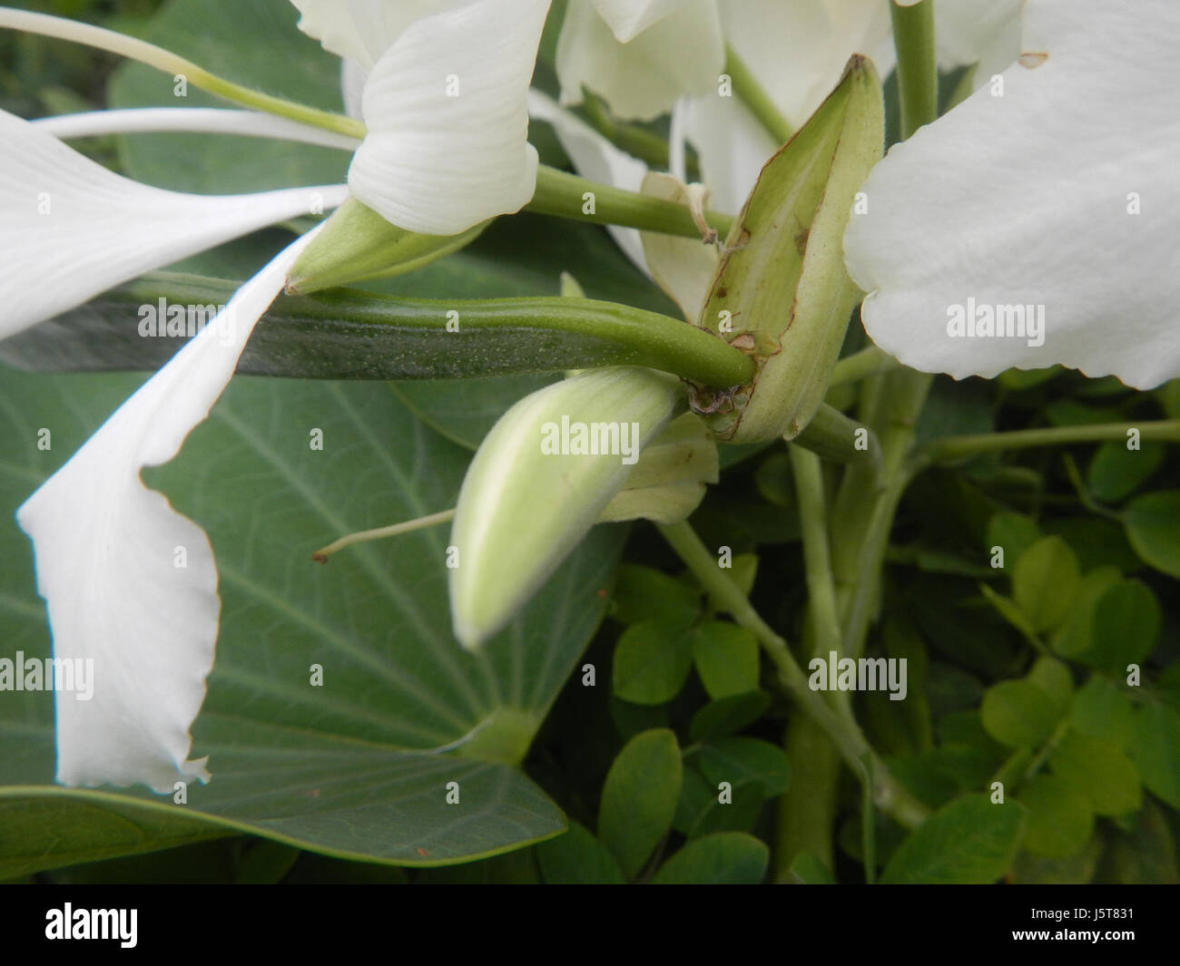 02114 blanc papillon fleur de bauhinia 07 Alibangbang Banque D'Images