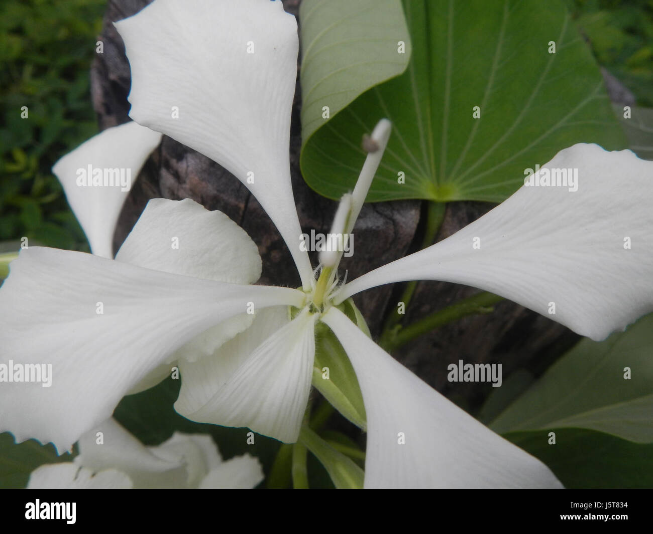 02114 blanc papillon fleur de bauhinia 08 Alibangbang Banque D'Images