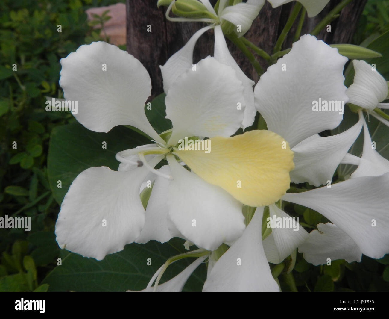 Cette photographie capture le papillon blanc Alibangbang perché sur une fleur de Bauhinia, mettant en valeur les ailes délicates du papillon et les pétales vibrants de la fleur dans son environnement naturel. Banque D'Images
