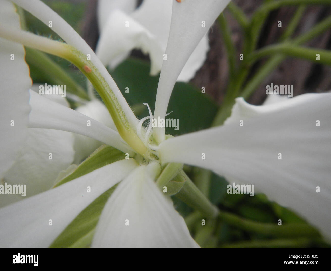 02114 blanc papillon fleur de bauhinia 13 Alibangbang Banque D'Images