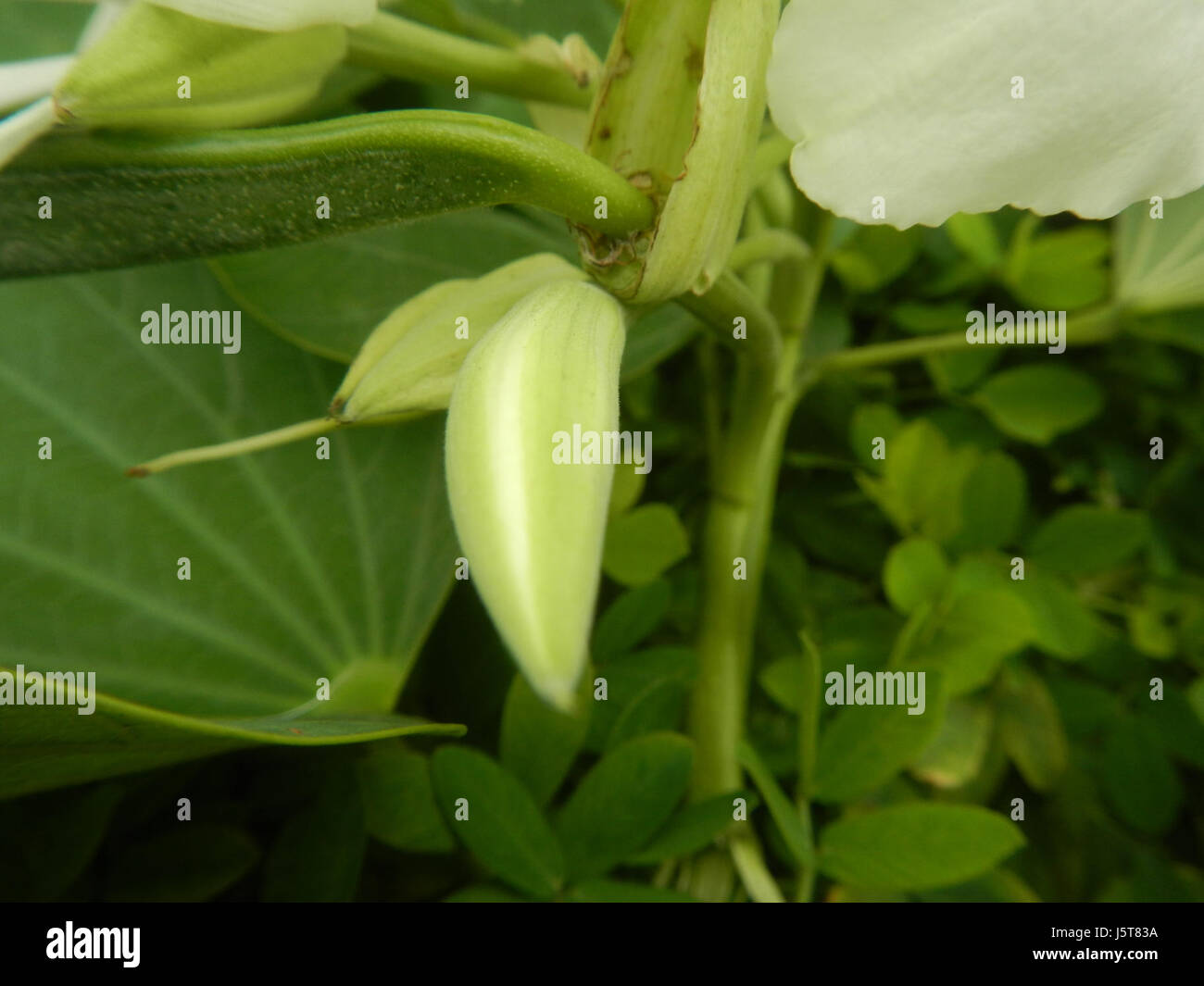 Le papillon blanc Alibangbang, connu pour ses ailes blanches délicates, est souvent associé à la fleur de Bauhinia aux Philippines. La présence de butterflyâ€™ met en valeur la biodiversité et la beauté naturelle de la région. Banque D'Images