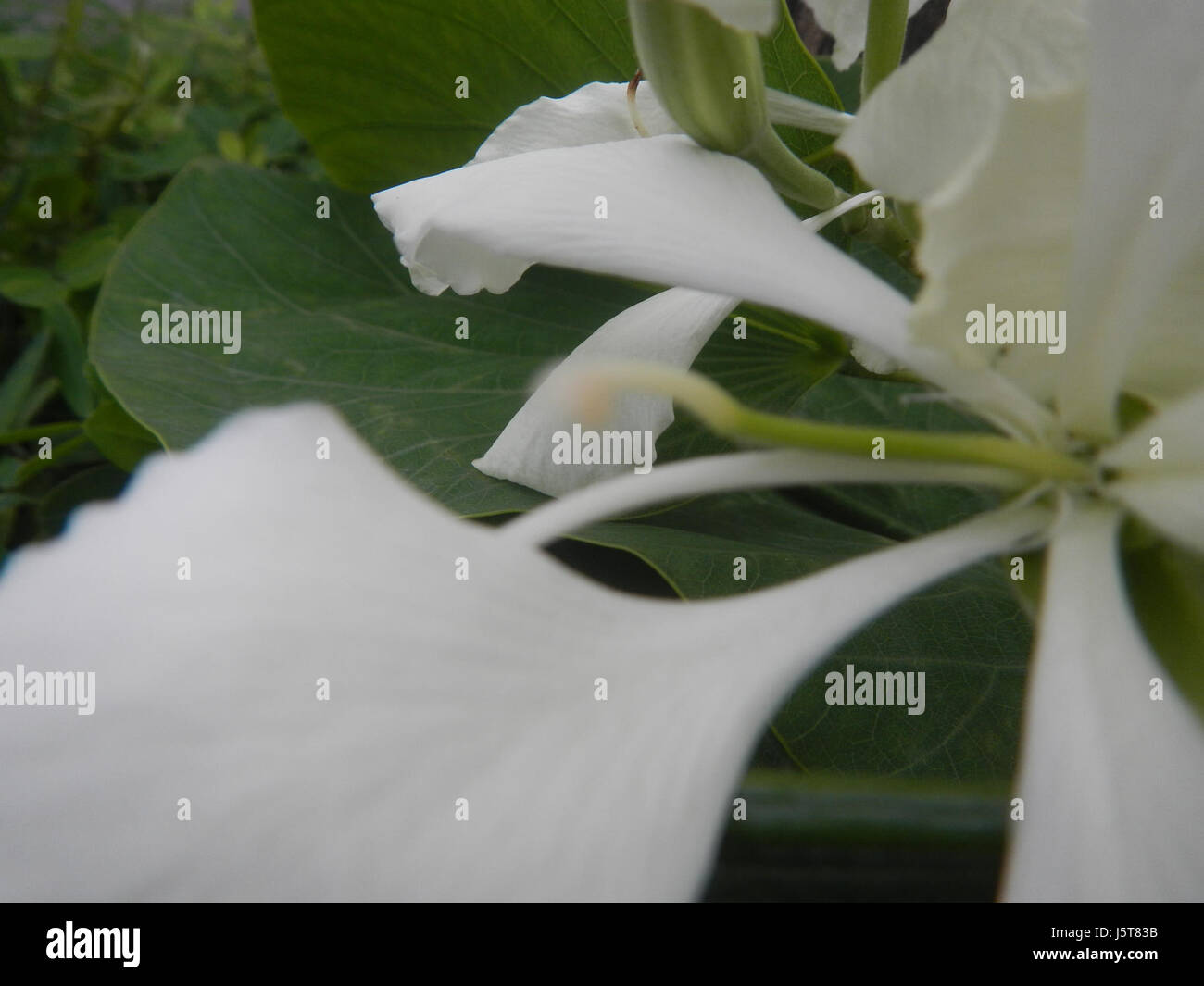 02114 blanc papillon fleur de bauhinia 15 Alibangbang Banque D'Images