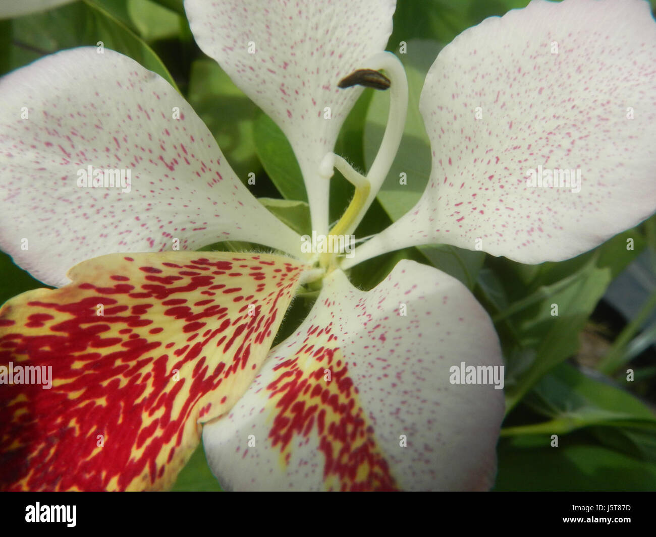 02218 Bauhinia purpurea Bulacan fleurs 14 Banque D'Images