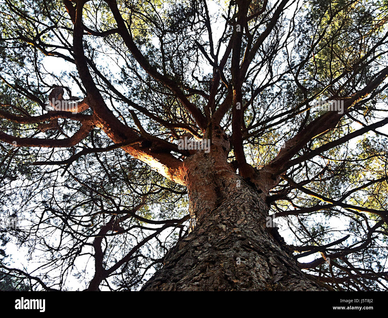 0011 Baeume CC0 1.0 Banque D'Images