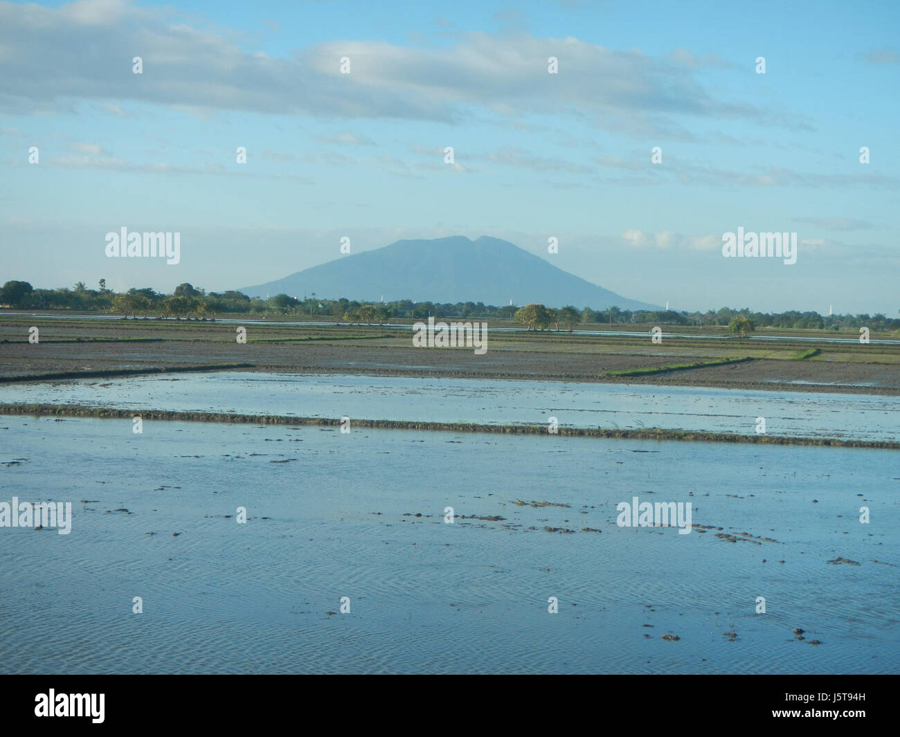 02954arbres champs fPaddy Cortez Road Concepcion San Simon Pampanga 08 Banque D'Images