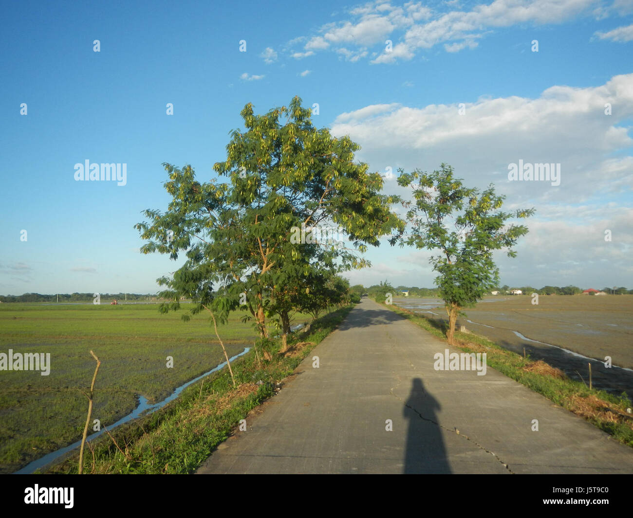 03152arbres champs fPaddy Cortez Road Concepcion San Simon Pampanga 06 Banque D'Images