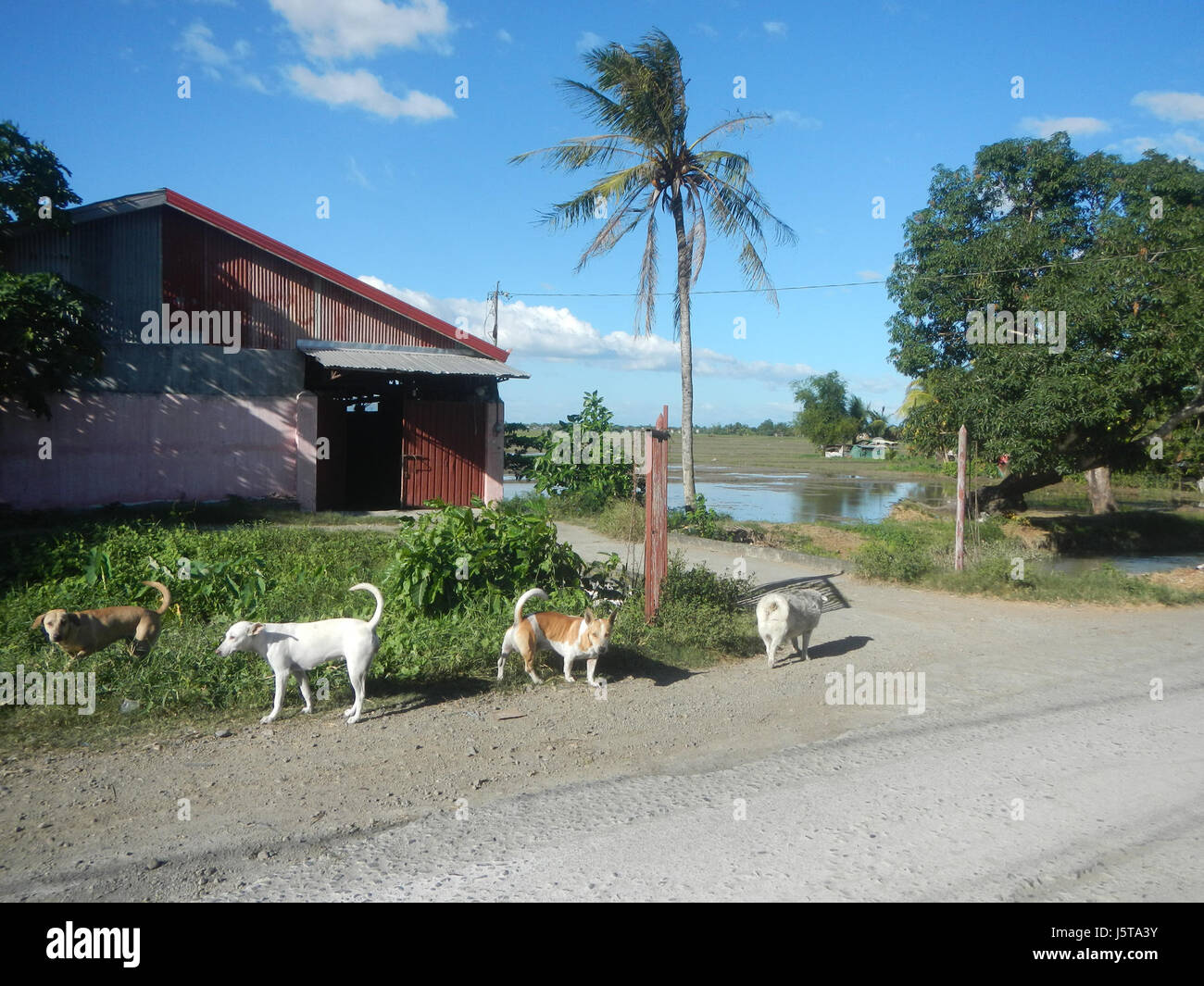 Ce projet à Bantog, San Miguel, Bulacan, concerne des systèmes d'irrigation pour les rizières, visant à améliorer le rendement des cultures et la gestion de l'eau. L’ajout de plantations d’arbres le long des routes fait partie des efforts environnementaux de la région pour réduire l’érosion des sols et améliorer la productivité agricole. Banque D'Images