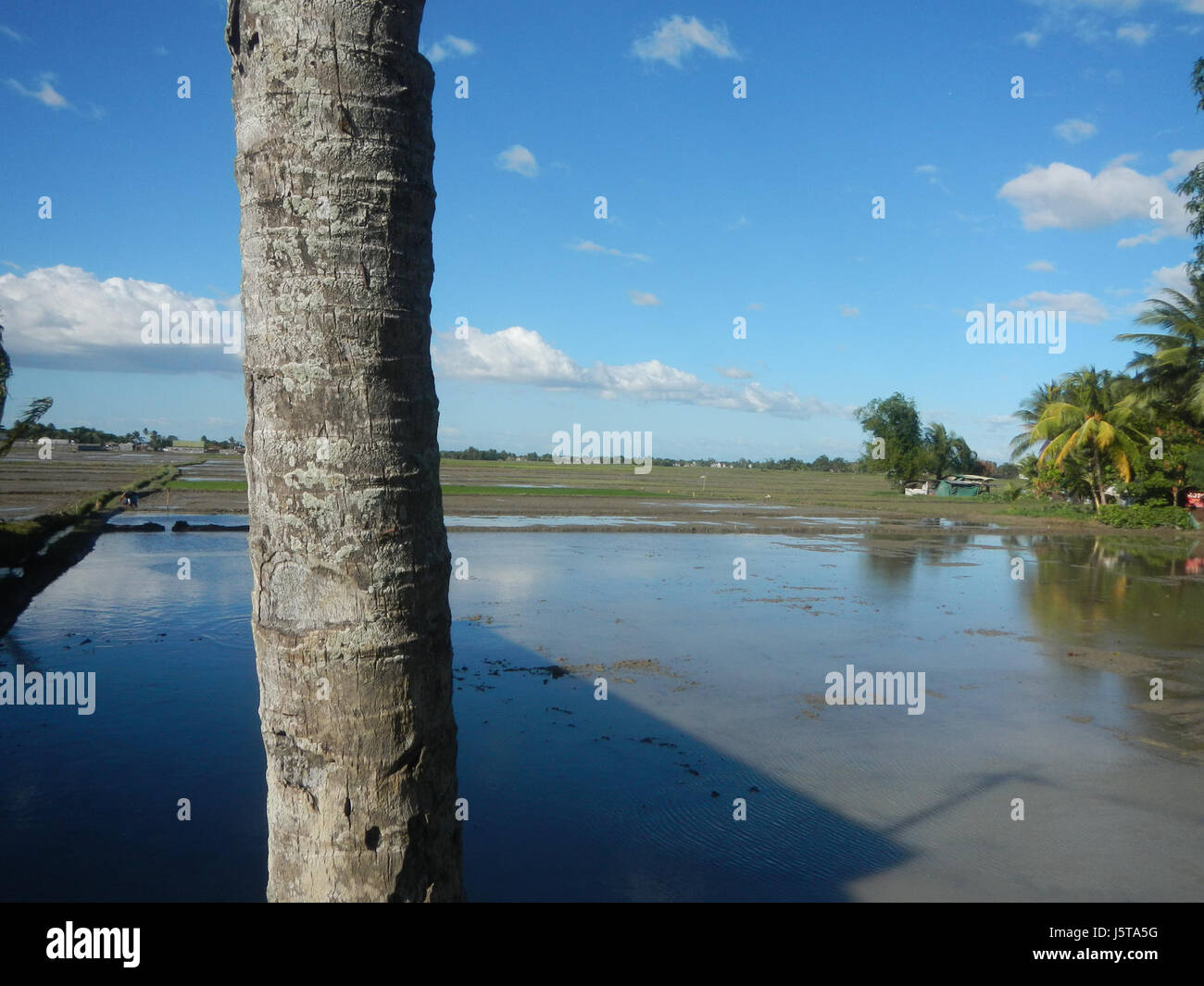 0301 arbres rizières Bantog irrigation San Miguel 03 routes Salles de Bulacan Banque D'Images