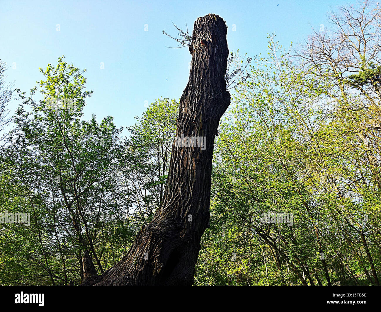 Ce fichier fait référence à une image ou un document du domaine public sous licence Creative Commons Zero (CC0), permettant une utilisation et une distribution illimitées du contenu. Banque D'Images