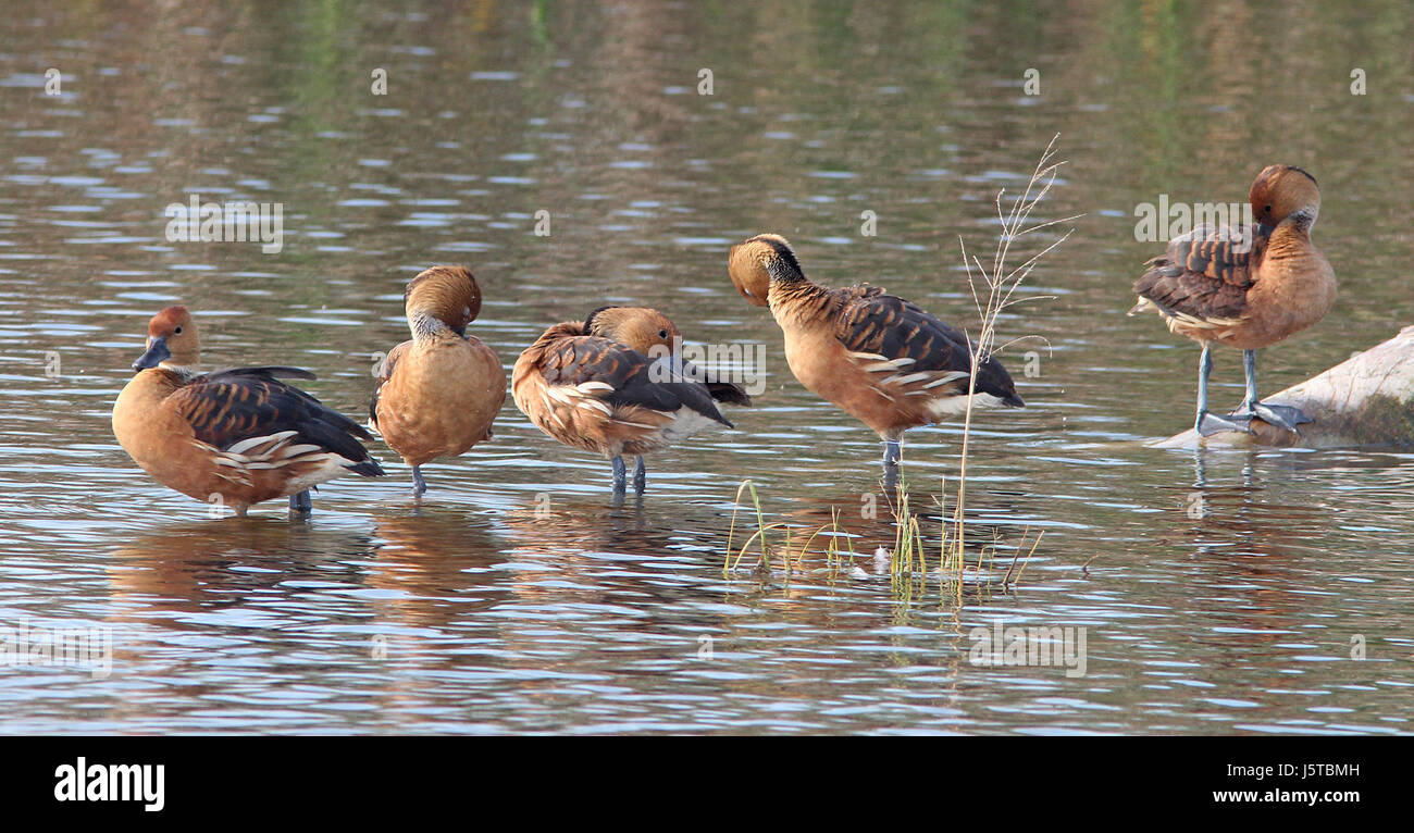 Cette image fait référence au Fulvous Whistling-Duck, une espèce de sauvagine connue pour son appellation distinctive, trouvée dans le parc d'État Estero Llano Grande à Weslaco, Texas. Banque D'Images
