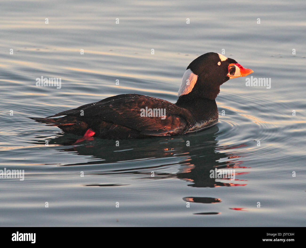 053 - MACREUSE (01-07-2015) morro bay, slo co, ca -04 (16134602549) Banque D'Images