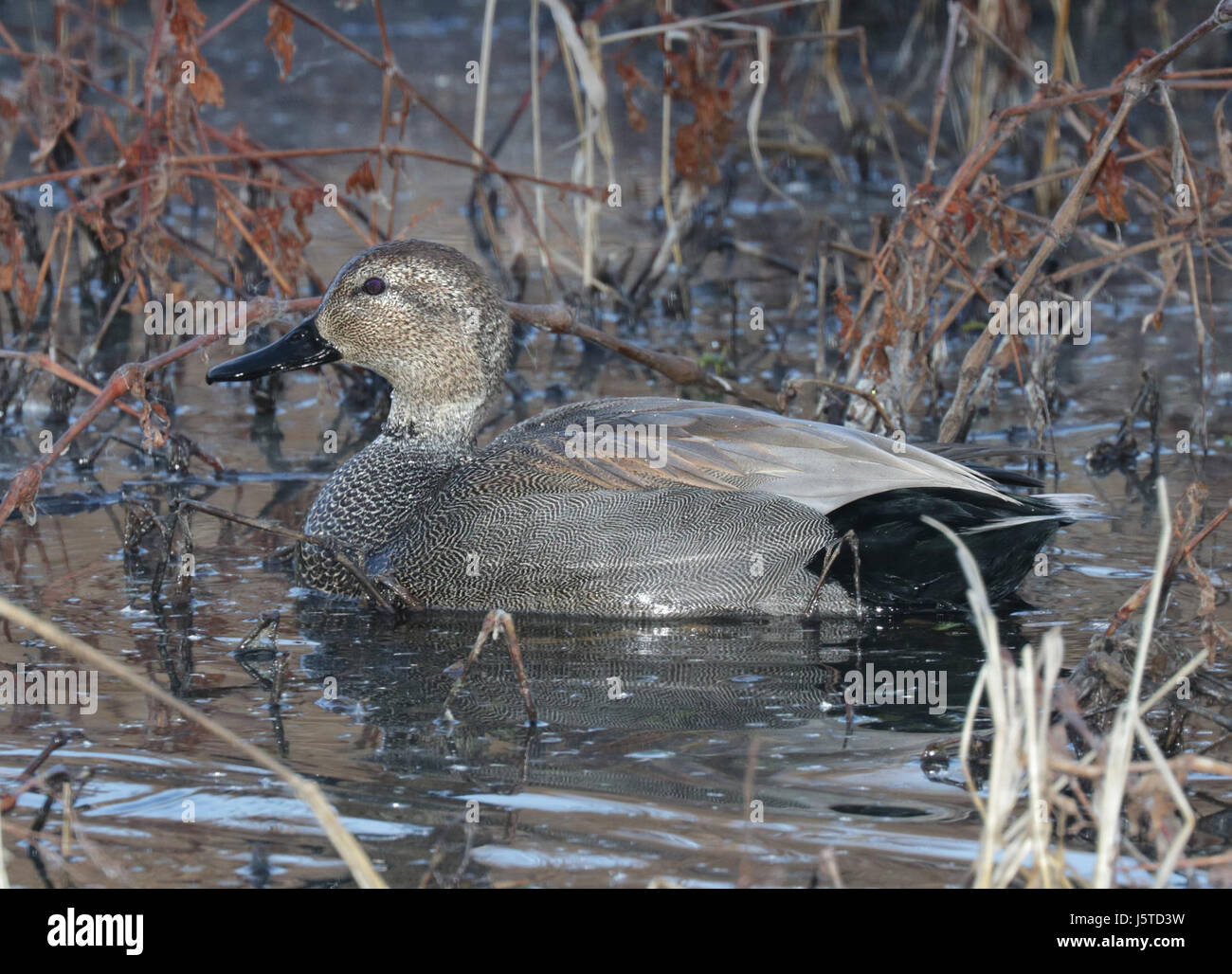 024 - Le Canard chipeau (1-26-2016) patagonia lake, santa cruz co, az -01 (24045093663) Banque D'Images