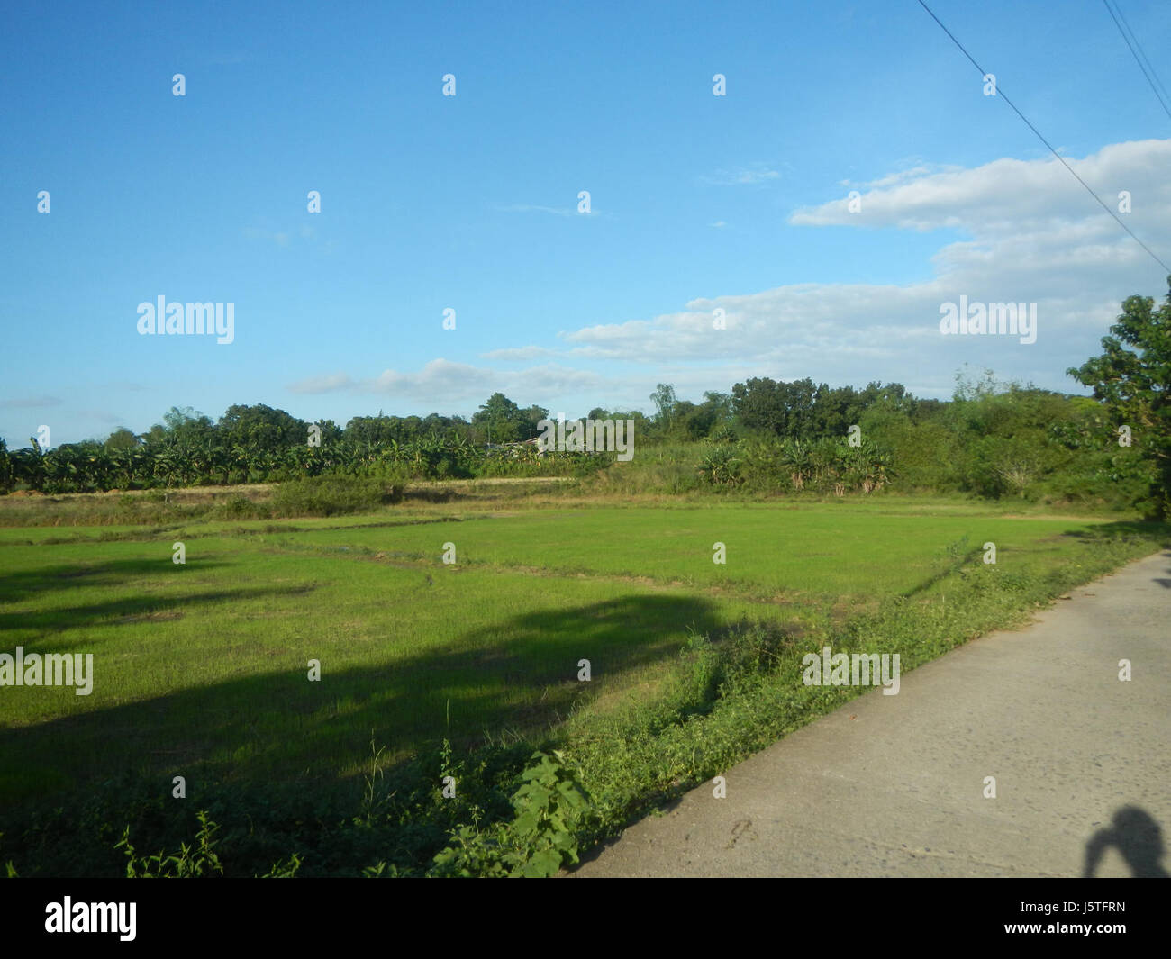 Cette image représente les prairies et les rizières de San Ildefonso, Bulacan, avec des arbres le long de la route Farm to Market, mettant en valeur le paysage agricole de la région. Banque D'Images